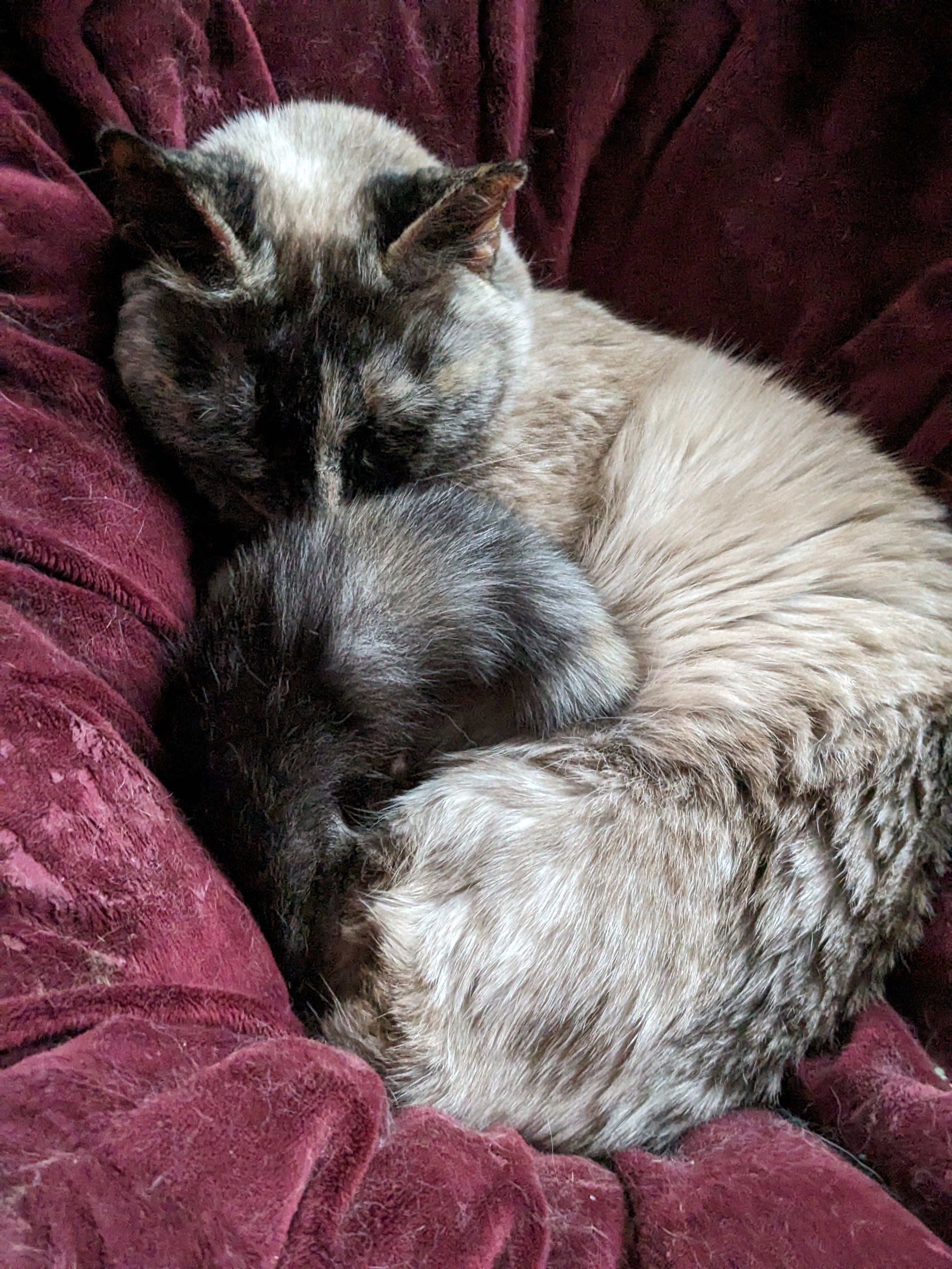 Miss Mocha Mojo Munchkin