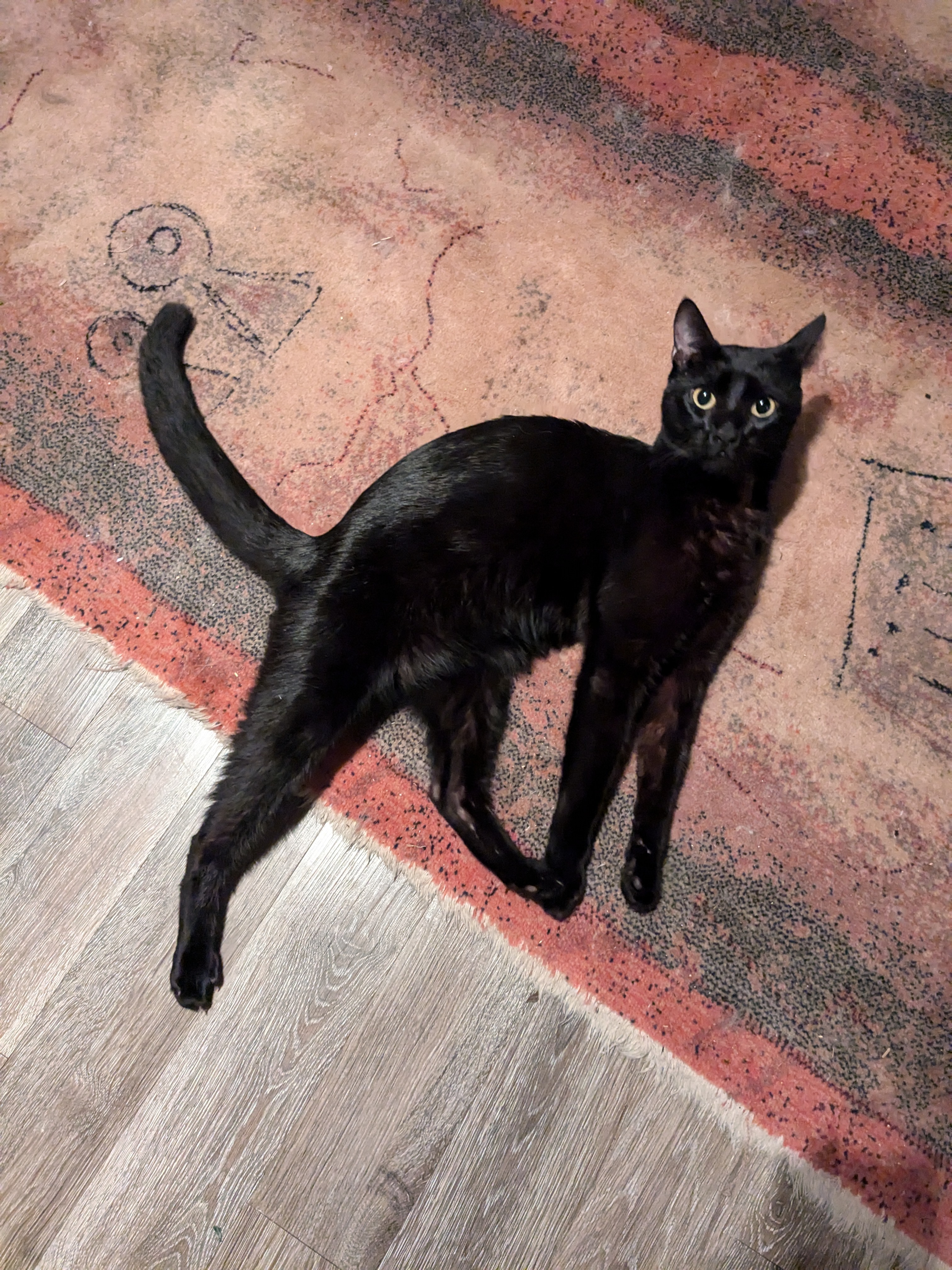 Black Cats Are Special, Too!