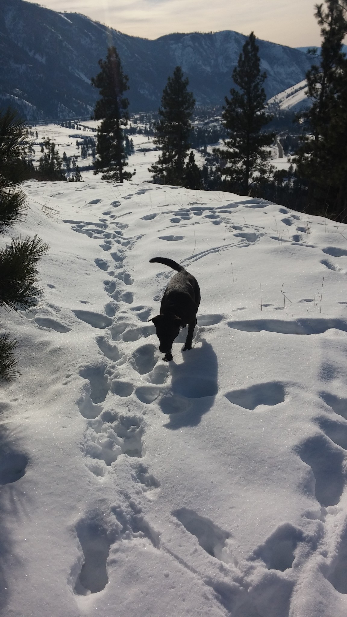 Cat-Dog Tuxedo Junction