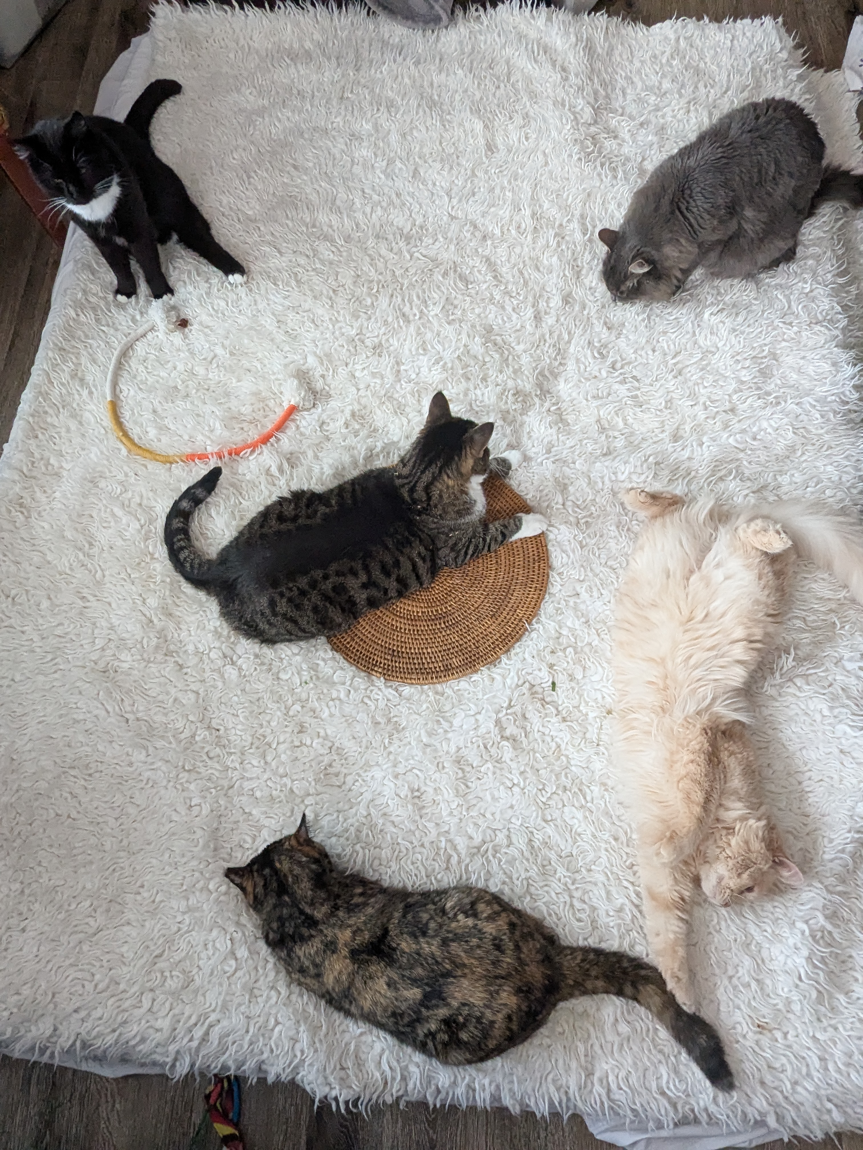 The Thrug Playground for Cats and Me