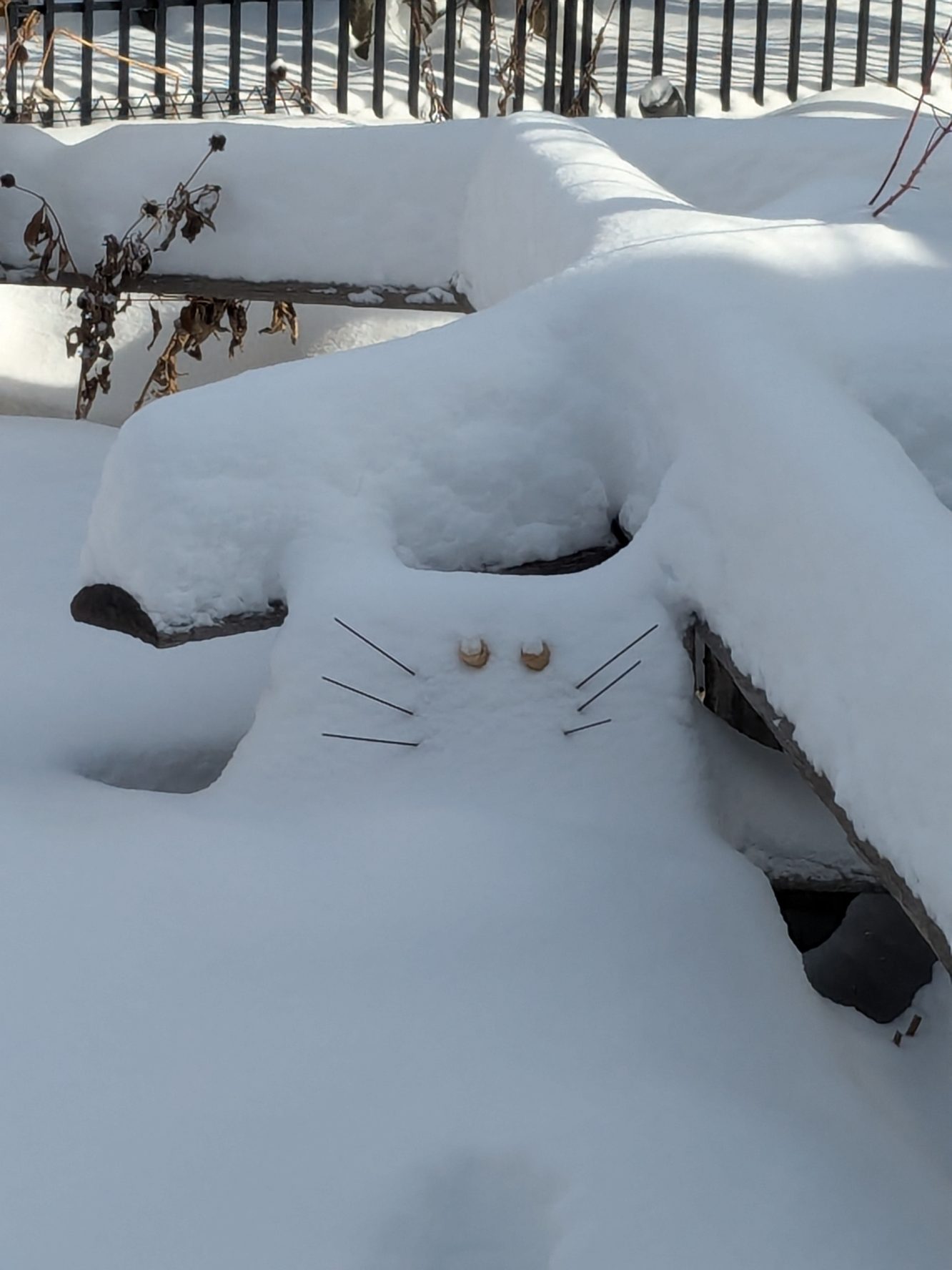 Cats In Wintery Wonderland