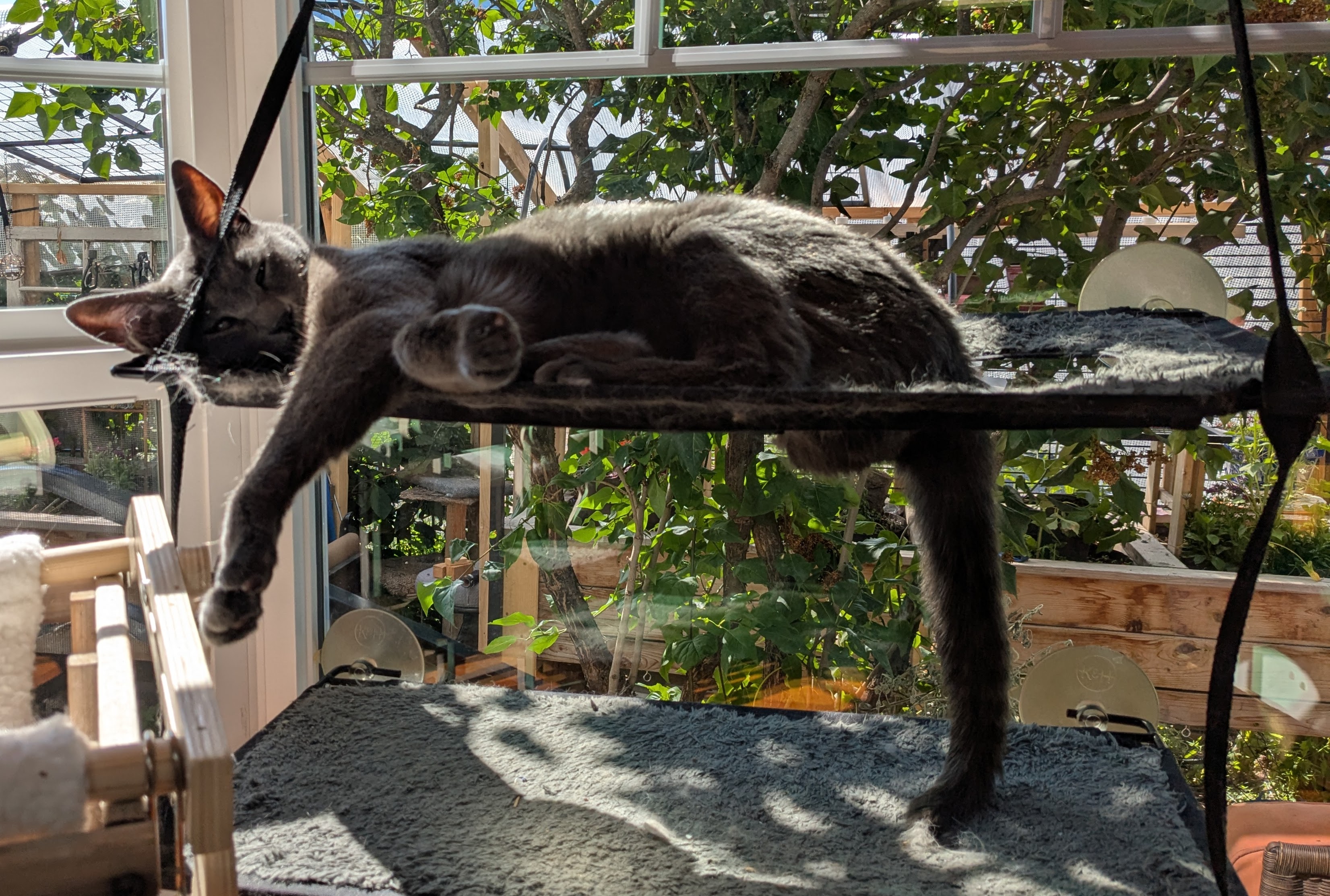 Staying Cool With the Cats