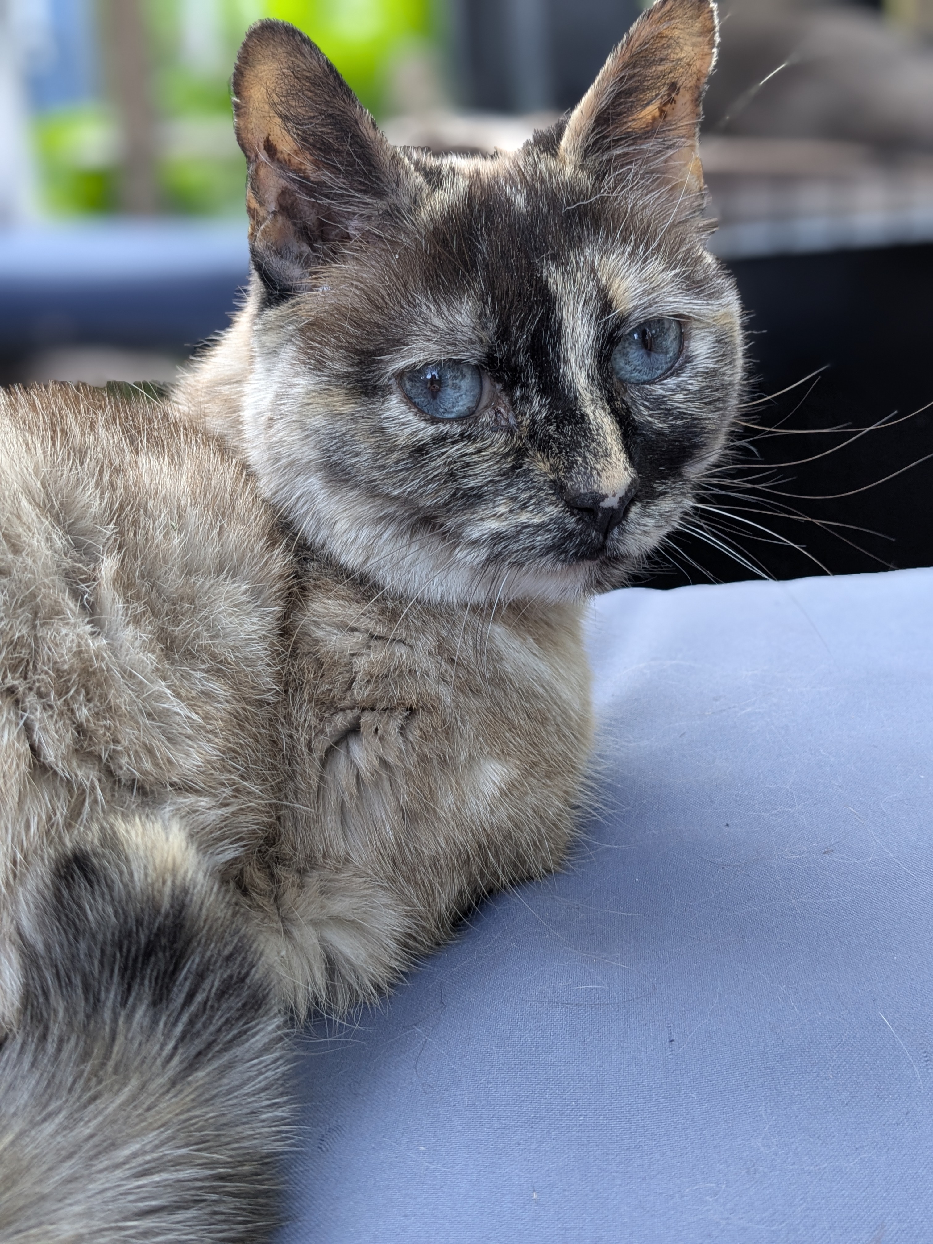 Spending the Summer With A Herd of Cats