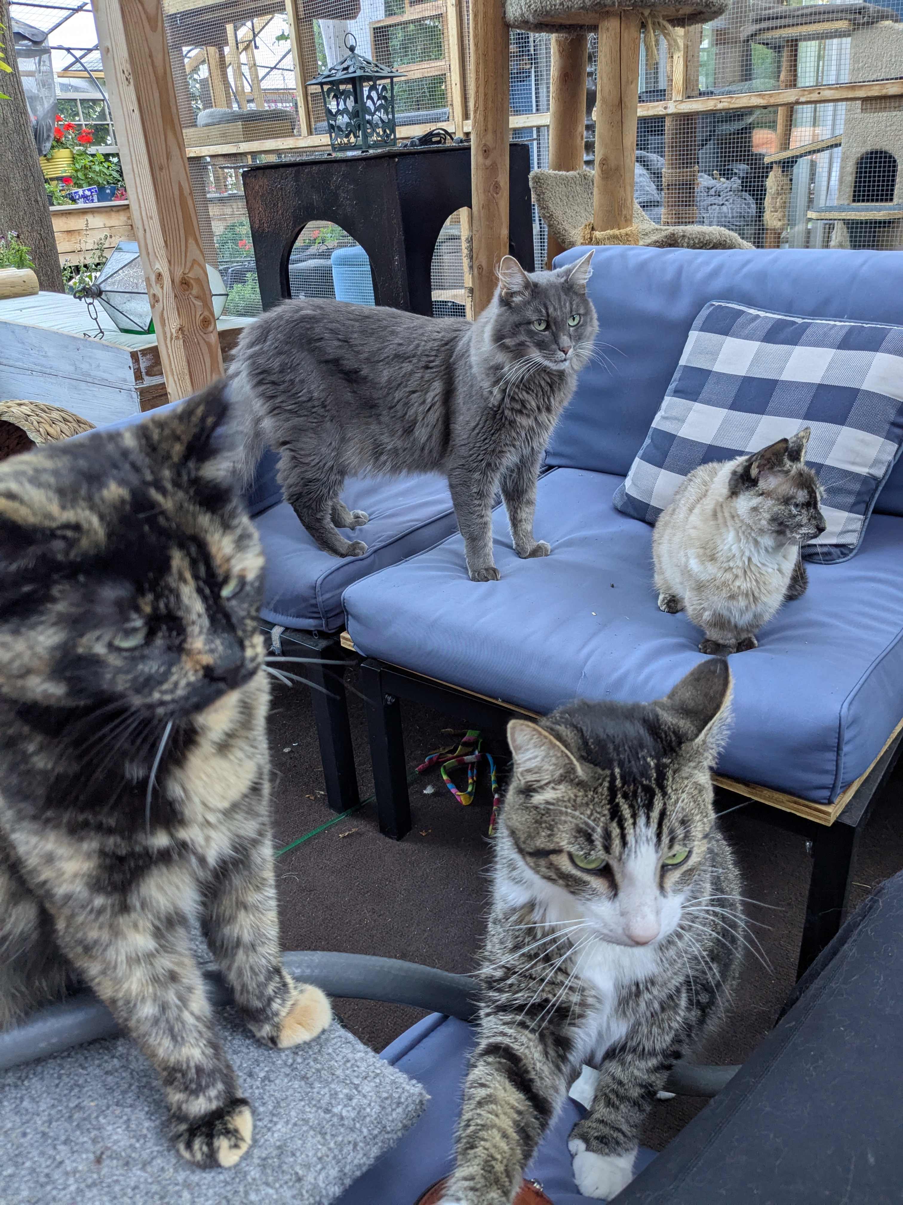 The Herder of Cats and Her Twelve Testers:  Dental Cat Treats