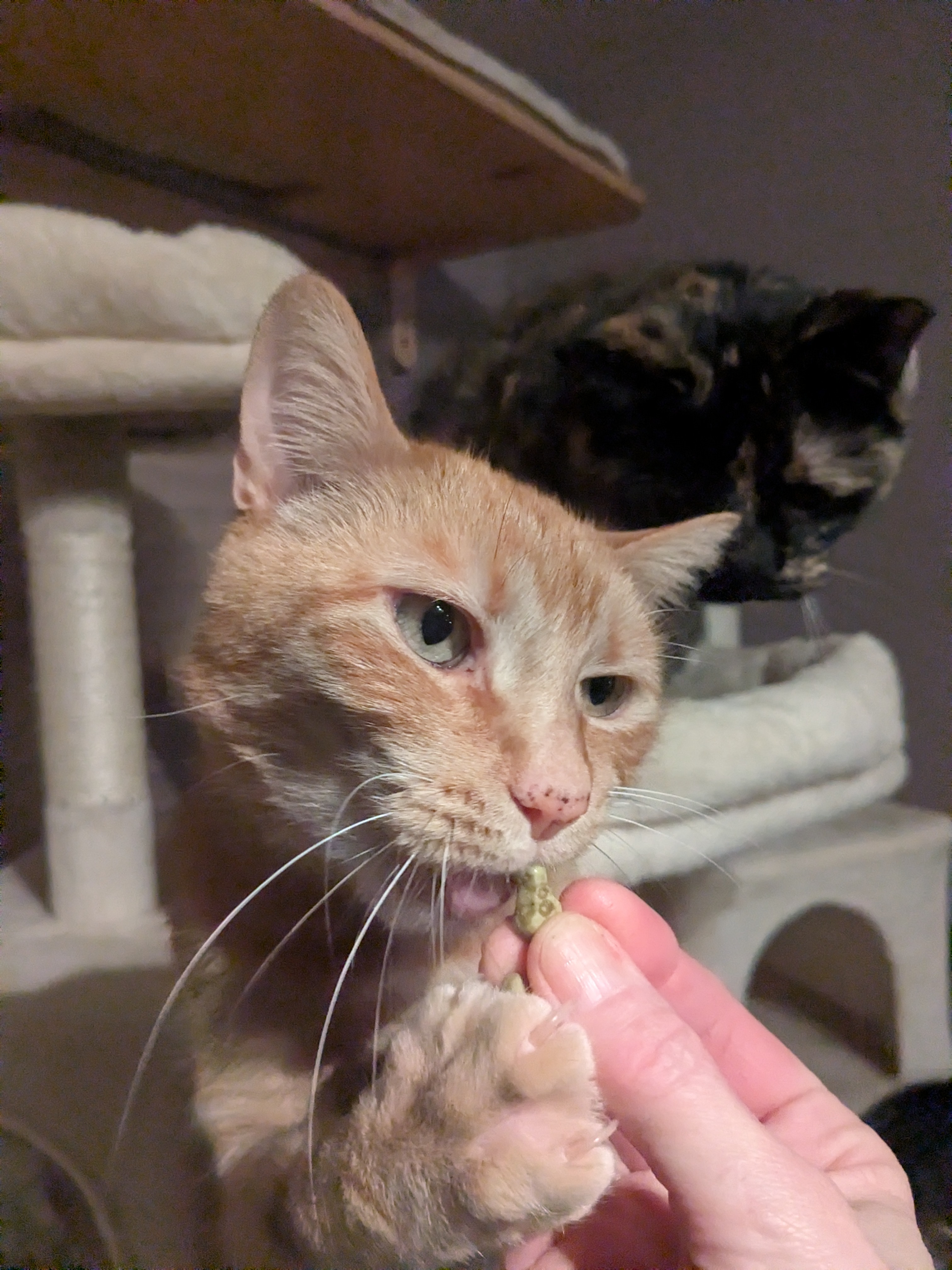 Cat, Play, Love-A New Beginning Movie Trailer