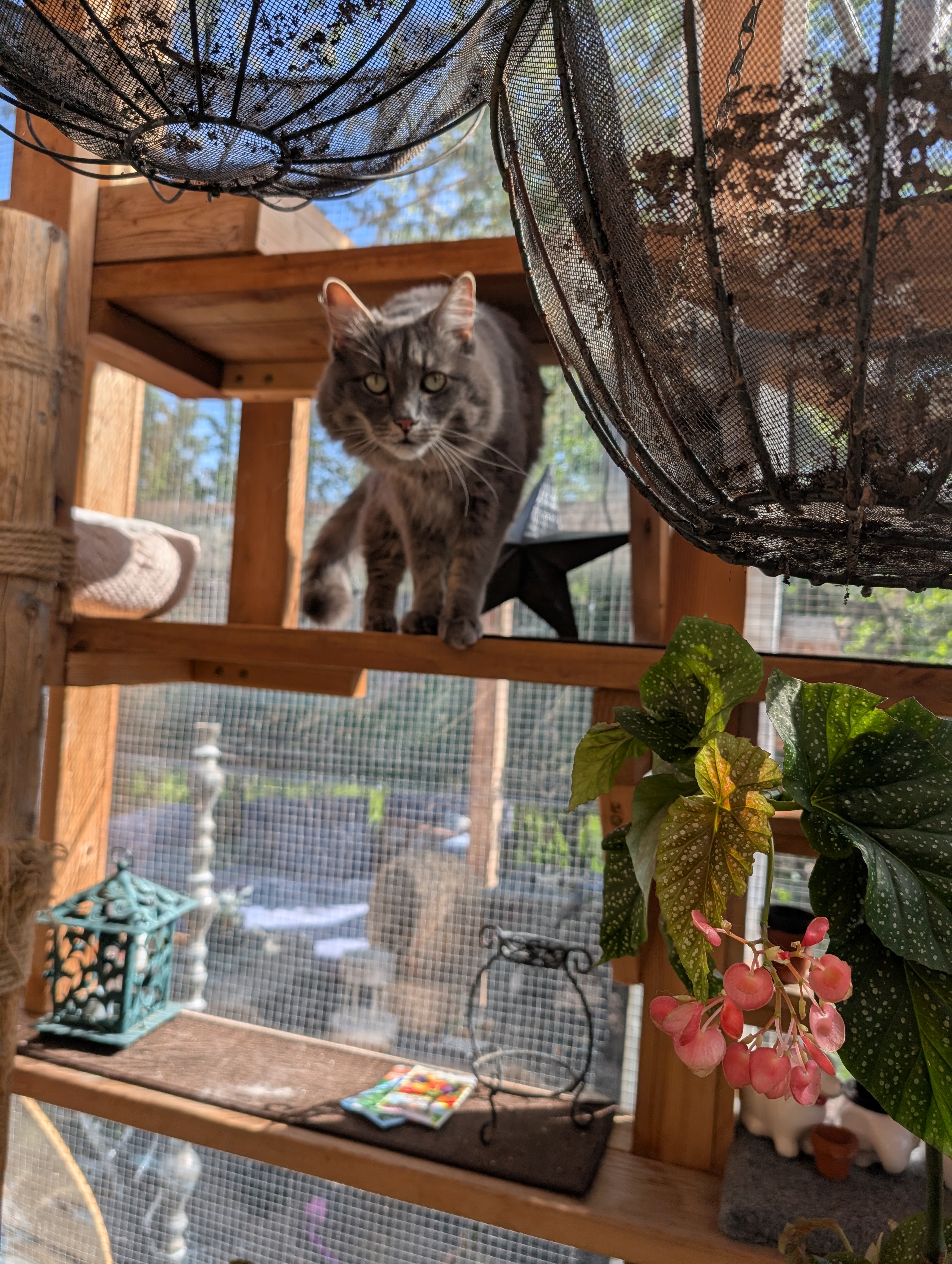 Gardening With The Cats: Cats and Blooms
