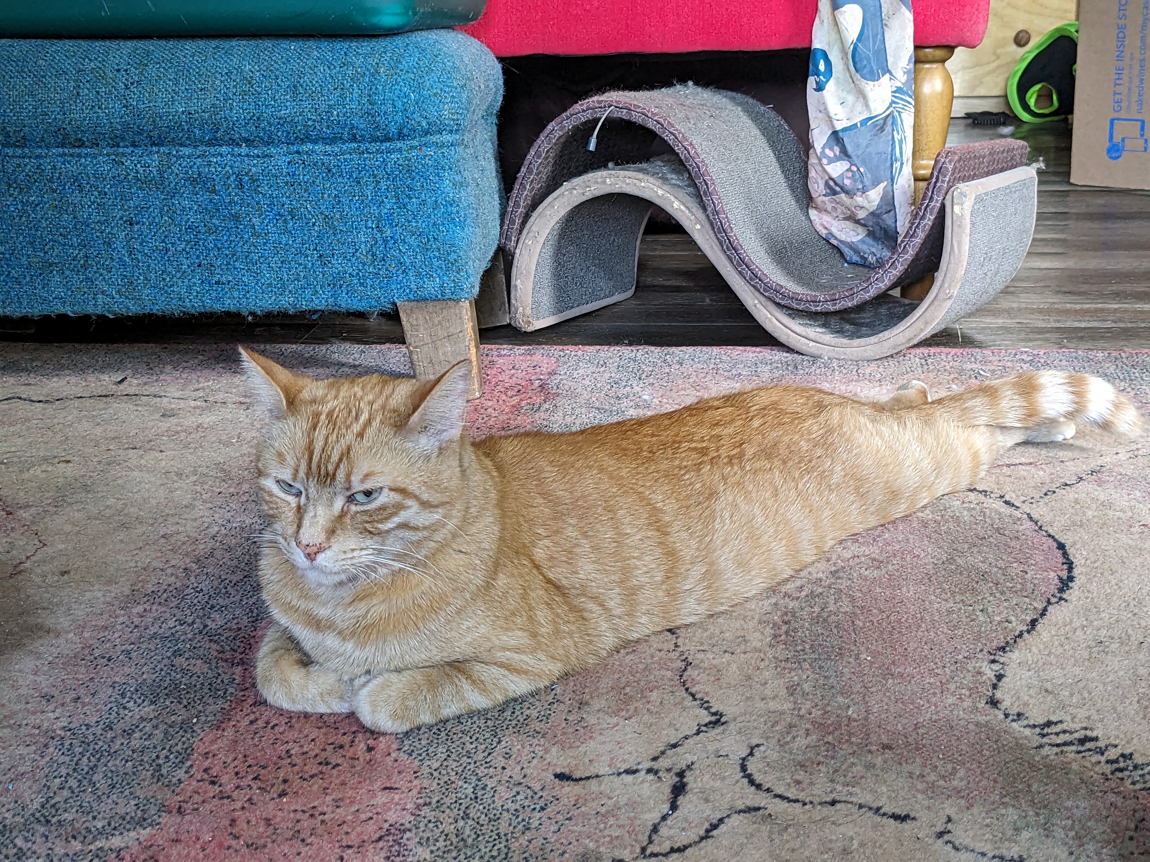 My Cat Sploots!