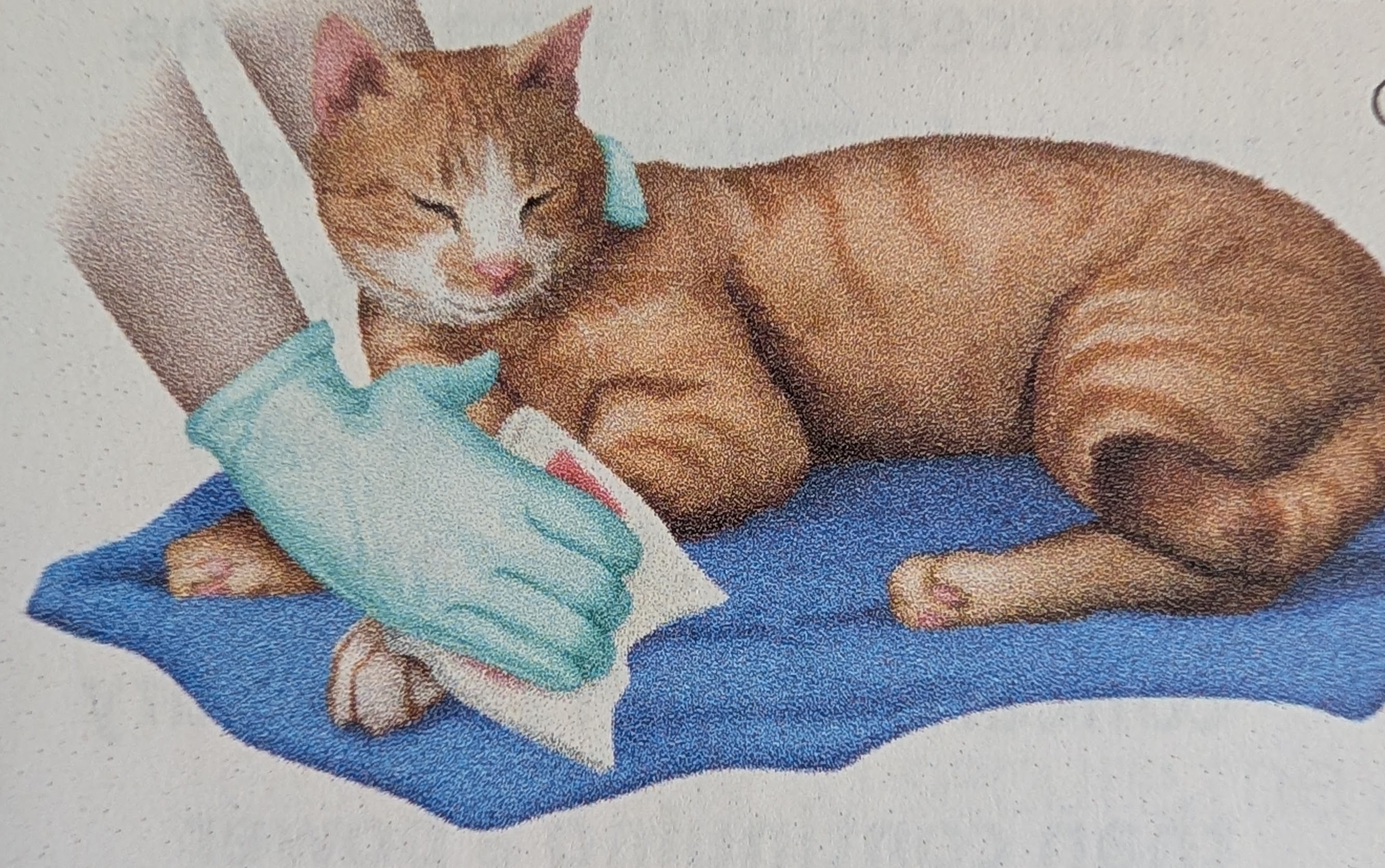 Bandages, Burritos, and Blender Claws: Notes from Feline First Aid